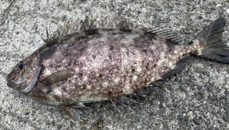 まさかの大物！