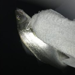 メッキはどこへ？