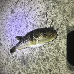 夕まずめねらい