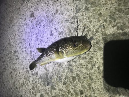 夕まずめねらい