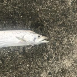 今年初タチウオ