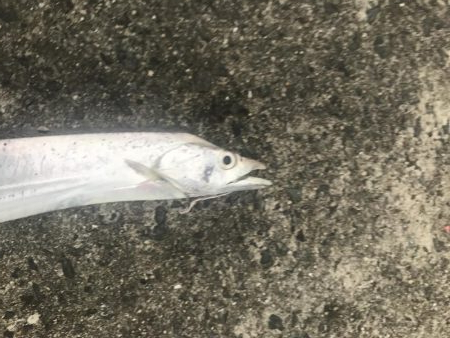 今年初タチウオ