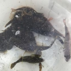 カワハギの肝和えが食べたくて