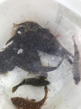 カワハギの肝和えが食べたくて