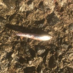 サワラ・ハマチ