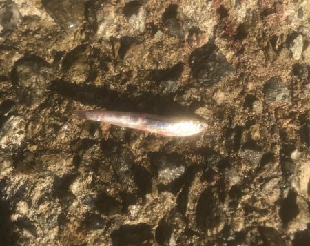 サワラ・ハマチ