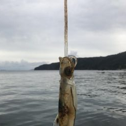 初、蒲入でエギング