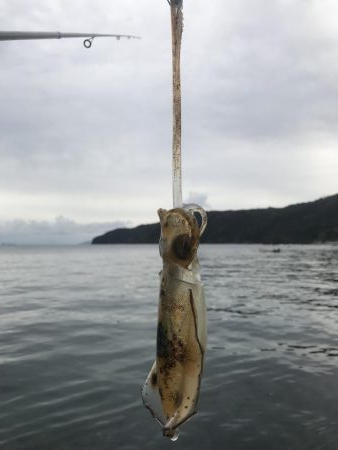 初、蒲入でエギング