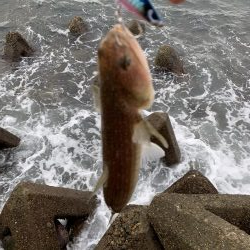 青物は来なかったけど