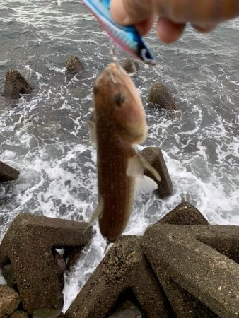 青物は来なかったけど