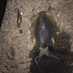 久しぶりに四杯