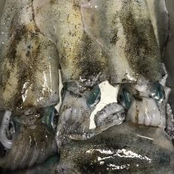 アオリ大きくなって来た