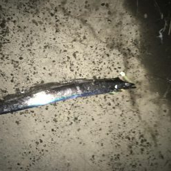 ガツン！が楽しい