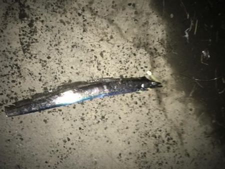 ガツン！が楽しい