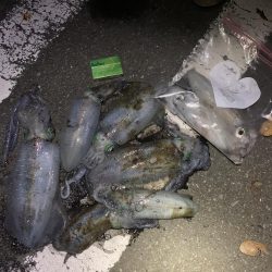 ナイトエギング