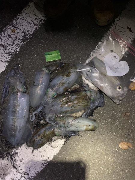 ナイトエギング