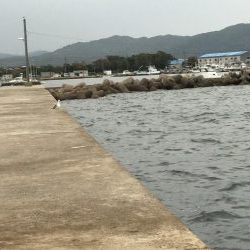 簡単フカセでばっこりグレ釣れました!