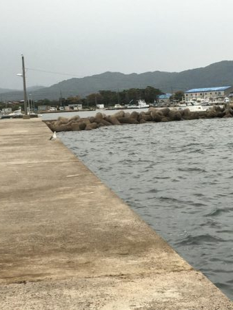 簡単フカセでばっこりグレ釣れました!