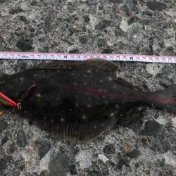 積丹青物、平物釣行!その結果は?