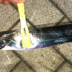 無風のシーサイドコスモ