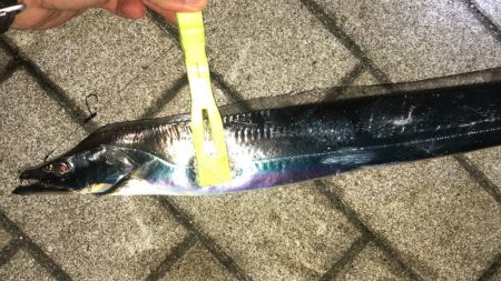 無風のシーサイドコスモ