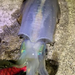アオリイカ数釣り