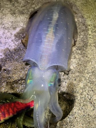 アオリイカ数釣り