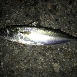 サバかと思ったらアジ！