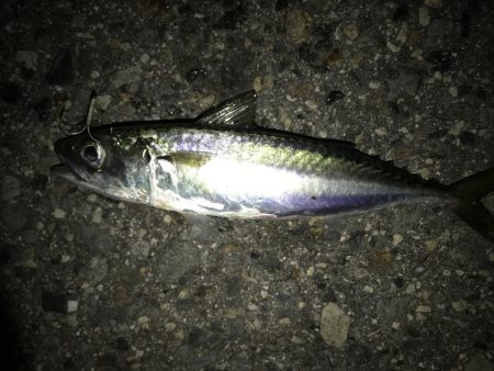 サバかと思ったらアジ！