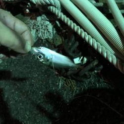 二夜連続アジング