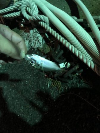 二夜連続アジング