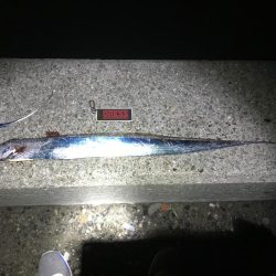 ご近所湾奥釣行