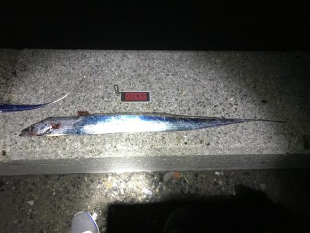 ご近所湾奥釣行