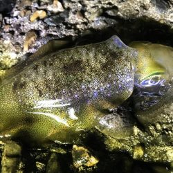 アオリ渋かった