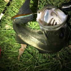 鳥たちのザワつき