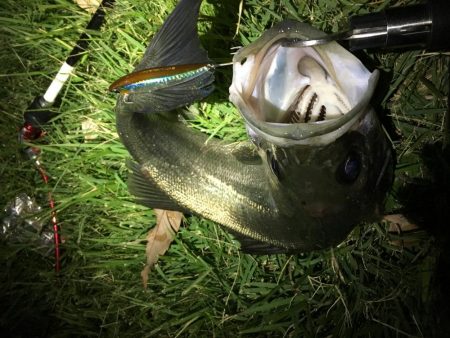 鳥たちのザワつき