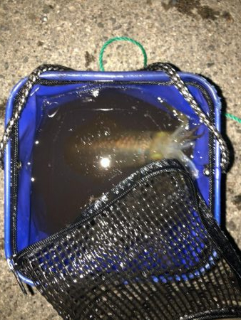 ラストのラストのラストで