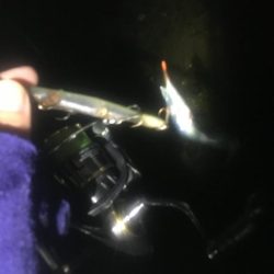 サヨリはいるも薄くなり