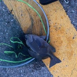 サビキ釣り&泳がせ