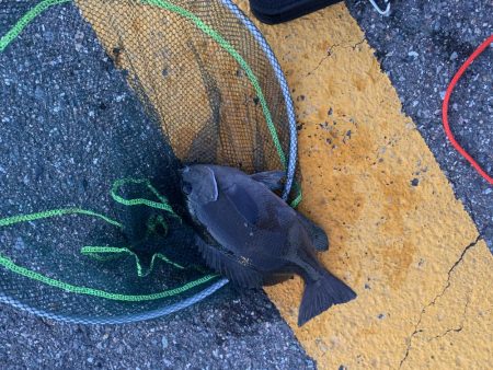 サビキ釣り&泳がせ