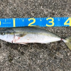 サワラ、ハマチ、タチウオ!