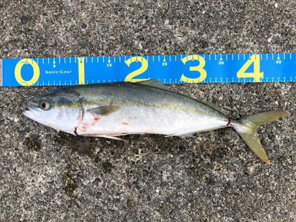 サワラ、ハマチ、タチウオ!