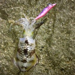 今秋4回目の丹後半島