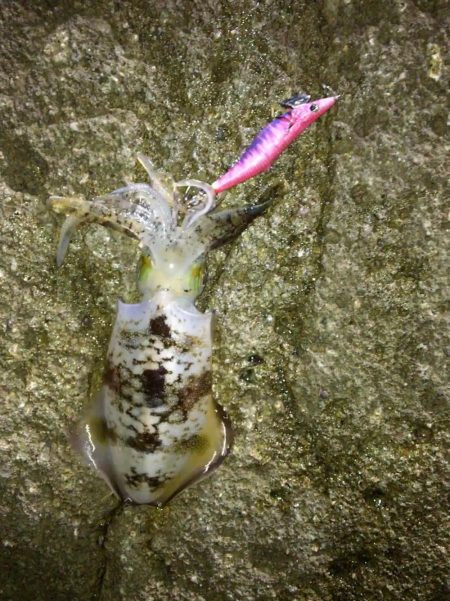 今秋4回目の丹後半島