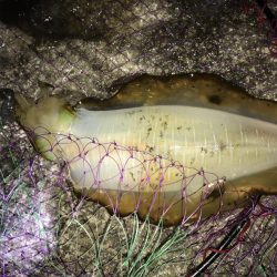 秋アオリイカ!!ウキ釣りでの釣果f^_^;