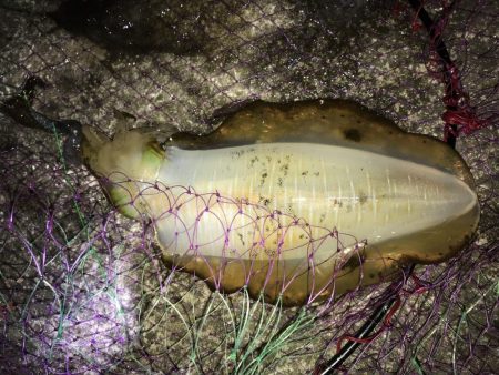 秋アオリイカ!!ウキ釣りでの釣果f^_^;