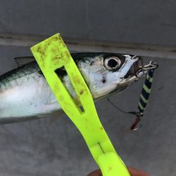 土曜のシーサイドコスモ