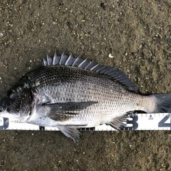 イチノ兄弟、釣果！