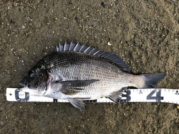 イチノ兄弟、釣果！