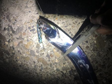 タチウオ釣行！